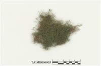 藏品(牛舌苔屬)的圖片